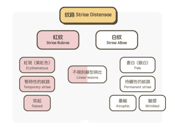 一文秒懂！妊娠紋肥胖紋保養(yǎng)、治療及預(yù)防全攻略