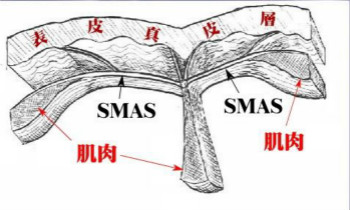 什么是SMAS筋膜層？美容儀器廠家告訴你